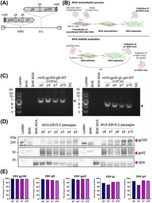 Multivalent MVA-vectored vaccine elicits EBV neutralizing antibodies in rhesus macaques that reduce EBV infection in humanized mice